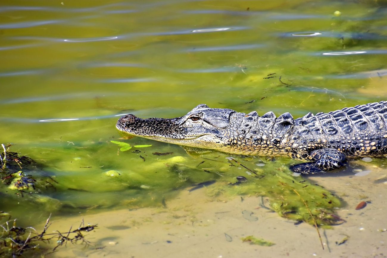Alligators and the Boardwalk Talk We Give Every Trip