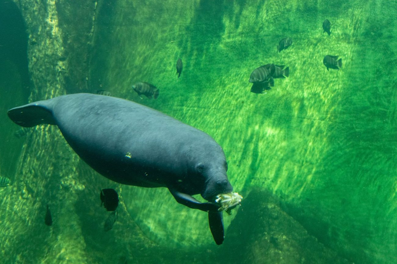 Manatees, Fog and Cold Toes at Blue Spring State Park