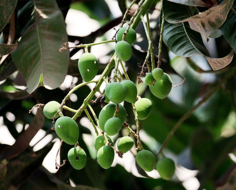 Mango Season in Our Backyard